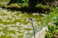Une libellule près du bassin recouvert de pétales de cytises