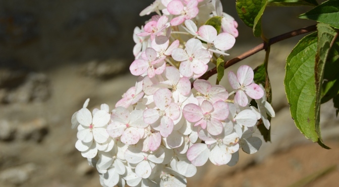 Hydrangea paniculata ‘Limelight’ et les autres serrata and quercifolia…