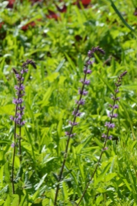 Salvia pratensis 'Serenade'